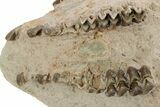 Fossil Oreodont (Merycoidodon) Disarticulated Skull -South Dakota #249253-2